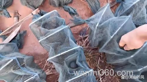 地笼里放什么诱饵能逮到黄鳝?