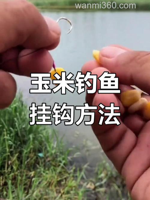鲢鳙用玉米可以钓吗?