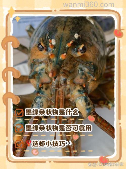小龙虾切碎了可以喂养黄鳝吗？养殖还需要注意什么？