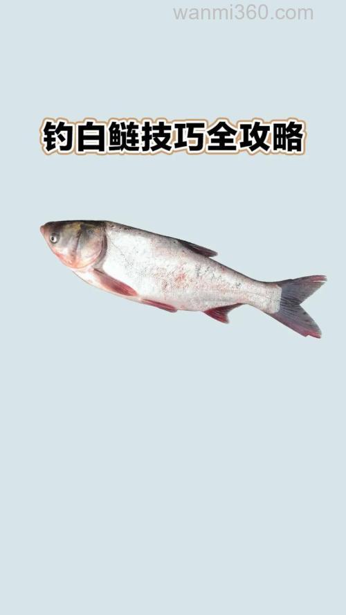 池塘怎么钓白鲢