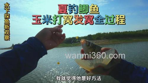 鲫鱼吃玉米饵料吗?