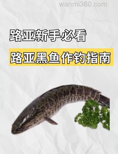 分析黑鱼的习性与夏钓黑鱼的方法