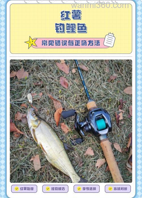 怎样用红暑钓鲤鱼