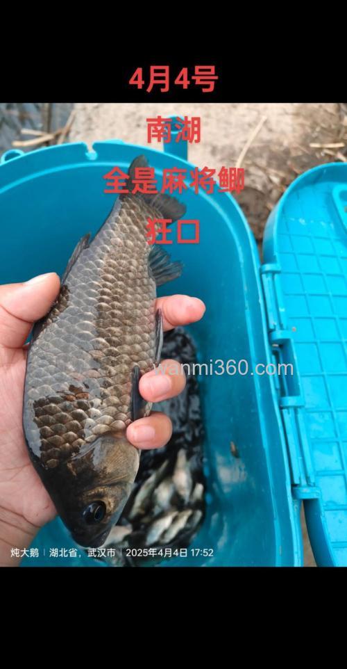 初春钓鲫鱼需要加果酸吗?