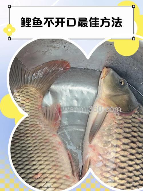 鱼不开口怎么办 有什么办法？