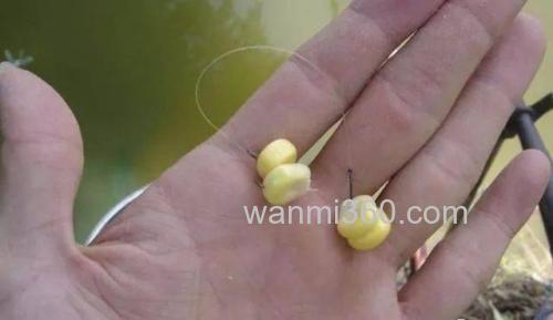 啤酒泡新鲜玉米在黑坑好钓鱼吗?