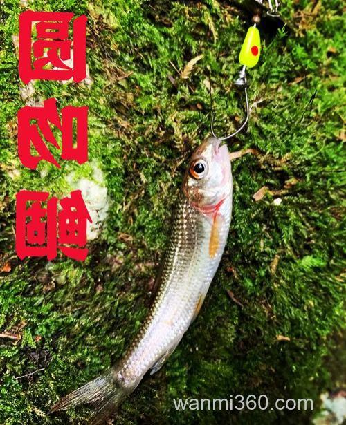 用这种“非常规”钓法野钓鳊鱼,上鱼快
