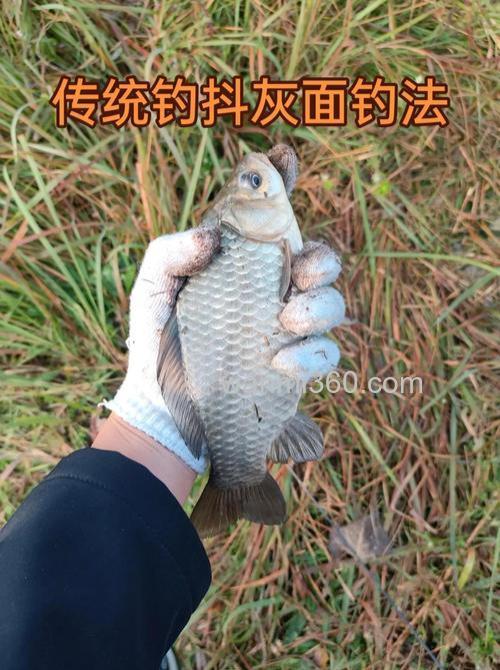 有这3种“钓法”就够了,狂拉大板鲫不是梦