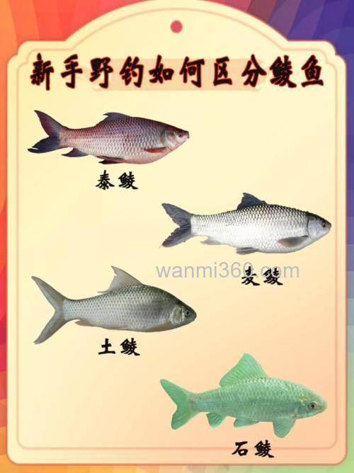 垂钓野生鲮鱼应当懂得的几种技巧