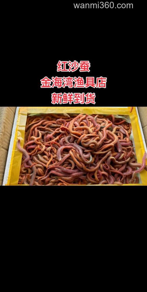钓海鳝鱼用什么饵最好