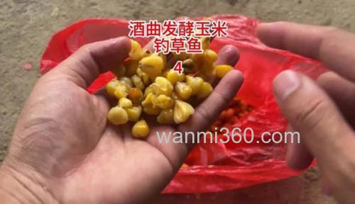 能不能用白酒代替酒曲泡制玉米钓鱼?