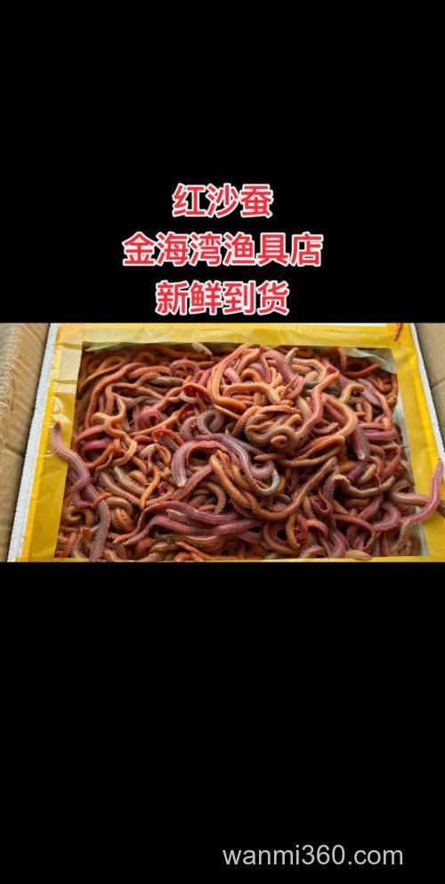 钓海鳝鱼用什么饵