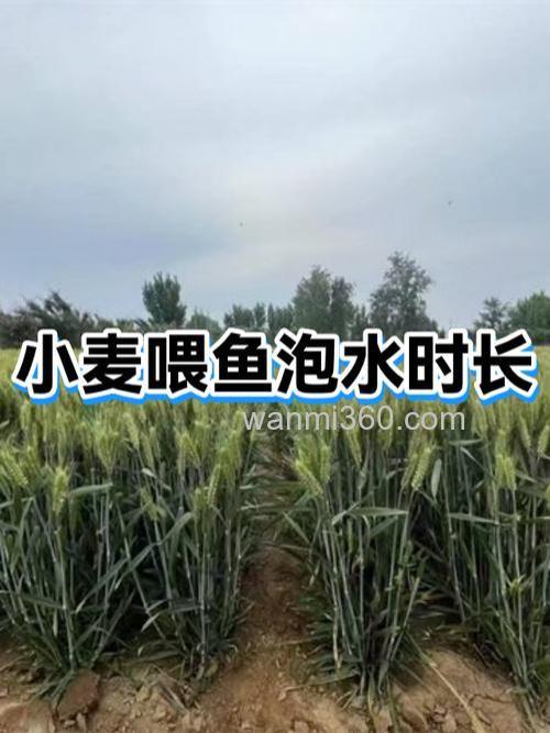 小麦浸泡多少时间才能喂鱼?