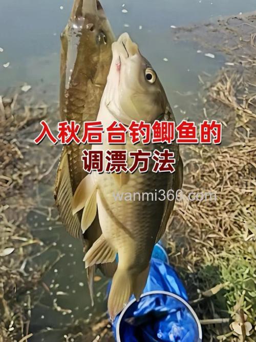 立秋以后野钓鲫鱼鲤鱼钓多远多深?