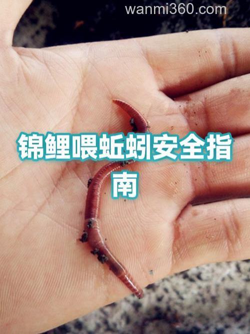 鲤鱼吃臭蚯蚓吗？