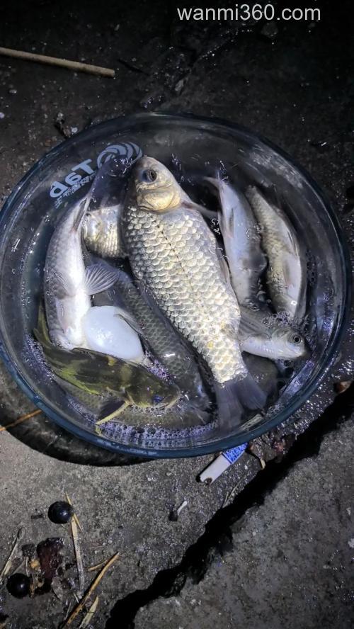 夏季大鲫鱼越来越难钓?