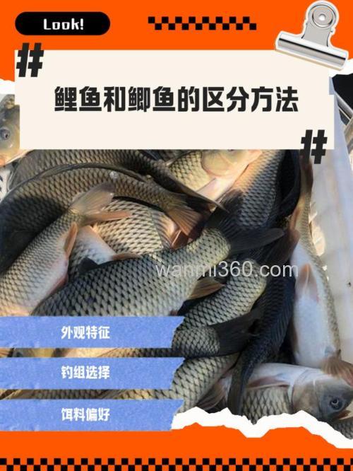 鲤鲫鱼与野生鲫鱼有什么区别?