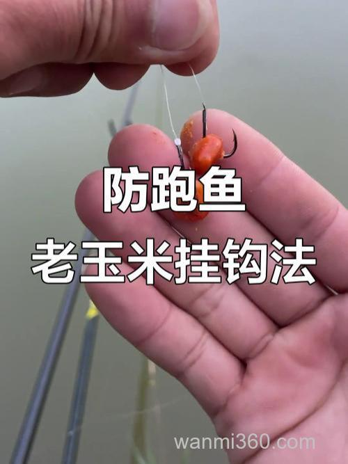用新鲜玉米打窝,老坛玉米挂钩垂钓可以吗?还是都用老坛或嫩玉米?