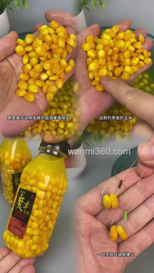 老玉米打窝嫩玉米钓,鱼能找到钓饵吗?