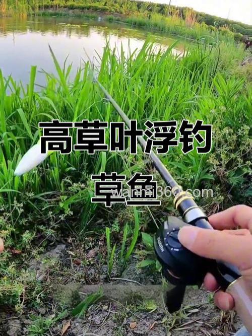 用什么打窝诱草鱼最快?浮钓草鱼最佳方法是什么?