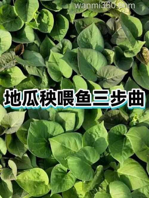 红薯喂鱼长得快吗?