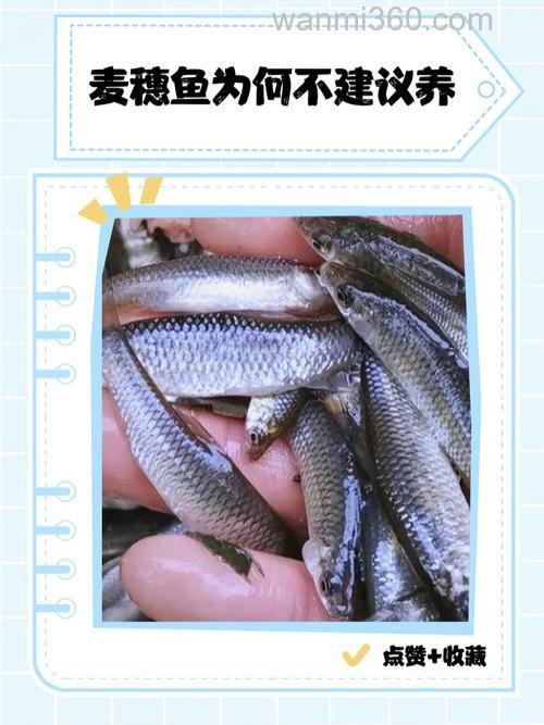 水族箱放活的麦穗喂热带鱼可以吗?