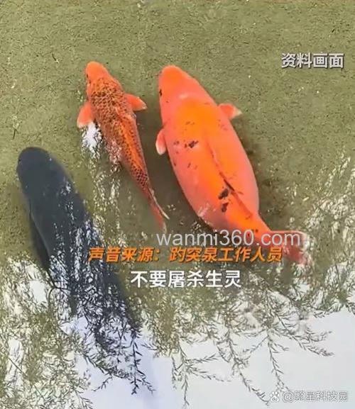 这东西专攻鲤鱼聚鱼久聚不散,想钓鲤鱼别错过