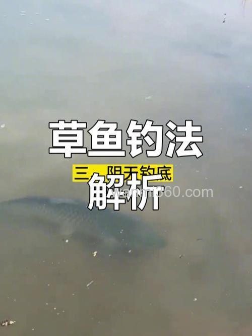 钓草鱼,为什么钓底比钓浮更好?