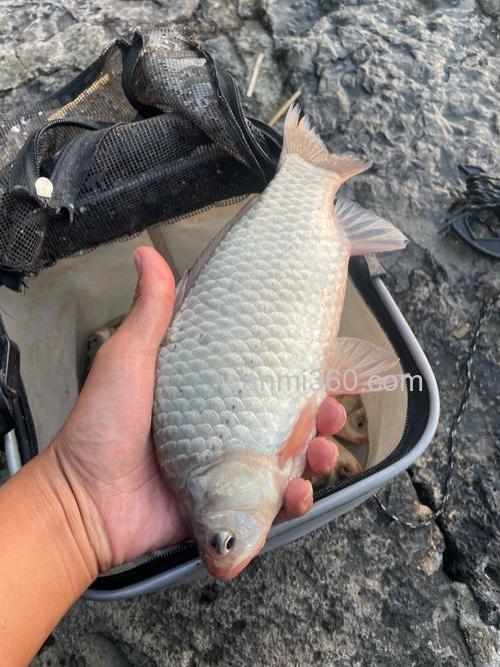 洪泽湖钓草鱼