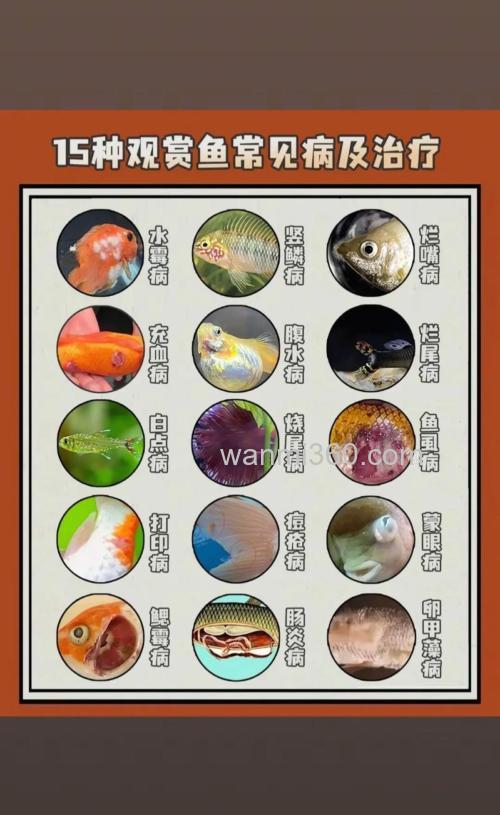 1鱼尾巴上有白毛,2还往一边翻,3鱼鳃有血,这3种怎么治,是什么病?
