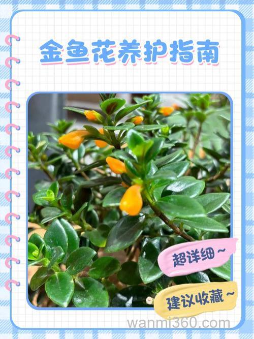 要进行花鱼共养需注意些什么?