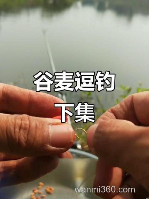 秋季谷麦打窝下去多久能钓?
