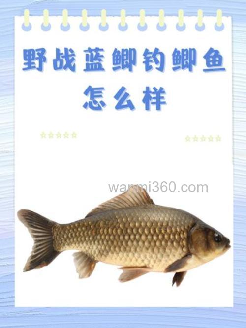 钓鱼用腥红鲫跟野战蓝鲫鱼化氏2号鲫怎么用？