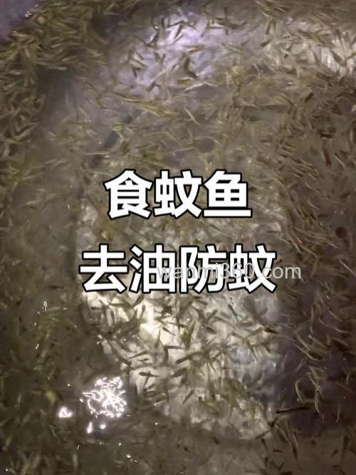 听说蚊香+酒+大米+油,鱼能浮上来,这是真的吗?
