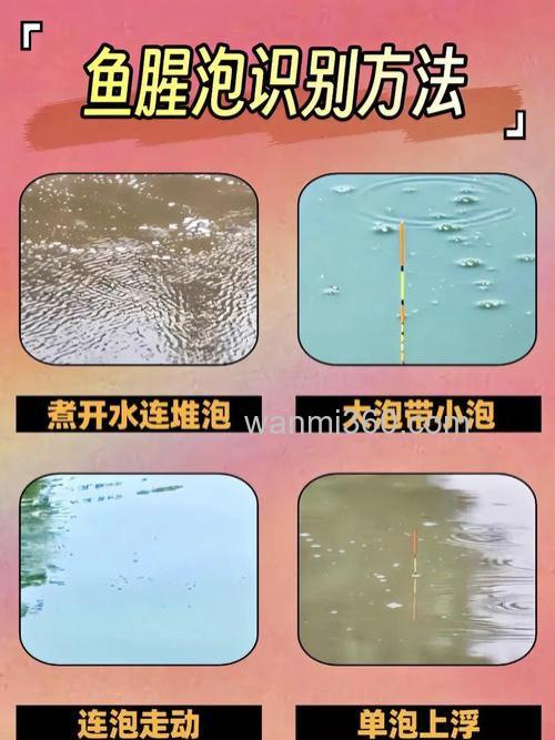 怎么通过鱼泡来辨别什么鱼种？