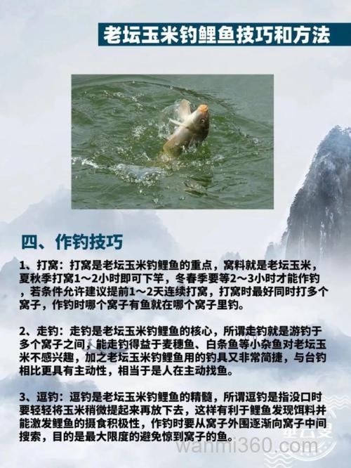 怎么用玉米钓鲤鱼