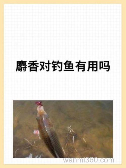 如何使用麝香钓鱼?