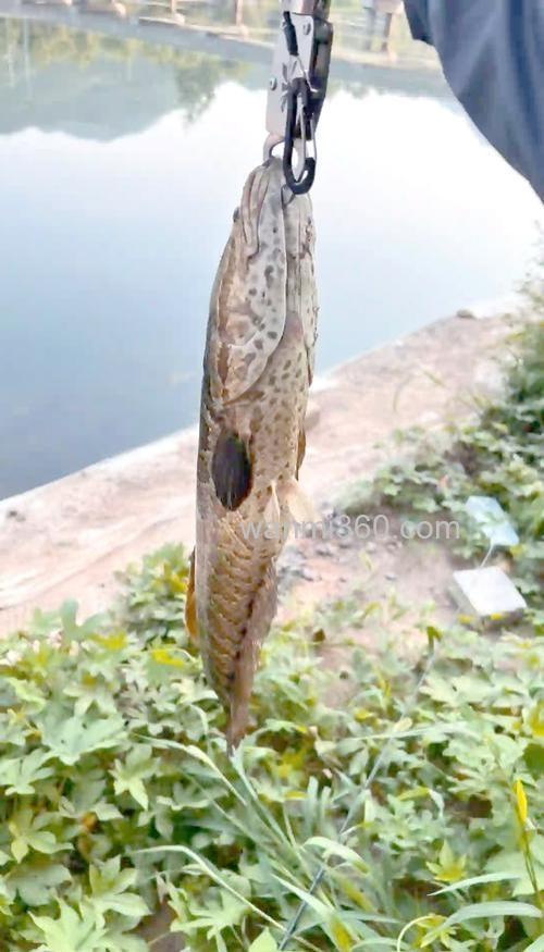 荷塘钓黑鱼的用饵技巧和钓法