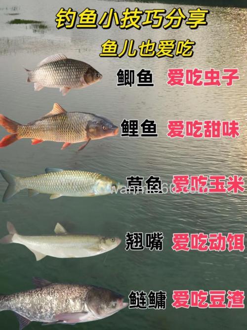 野钓大鱼喜欢吃什么?