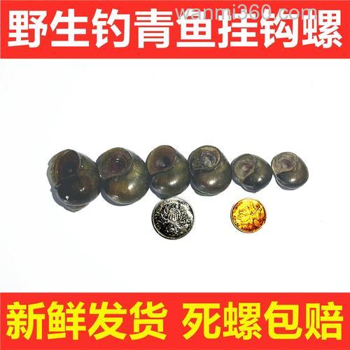 乌青窝料绝密配方?