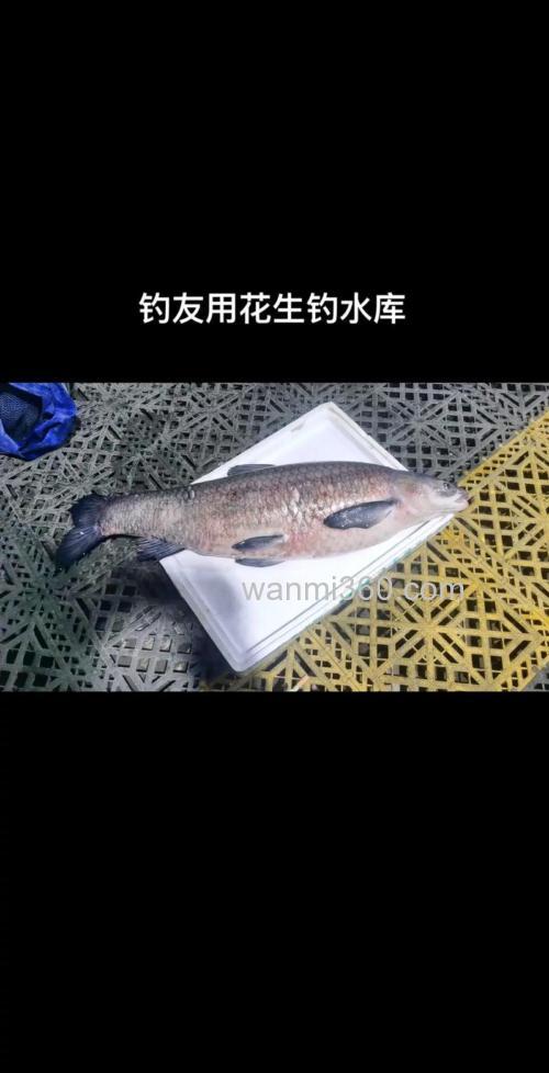 花生如何打窝钓鱼?