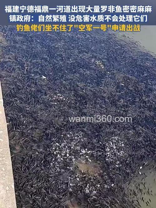 钓鱼,河水泛滥钓罗非