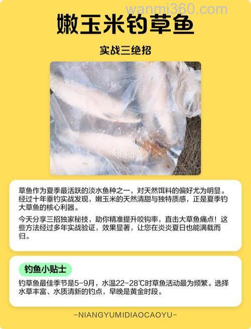玉米钓草鱼绝招及注意事项 玉米钓草鱼的技巧