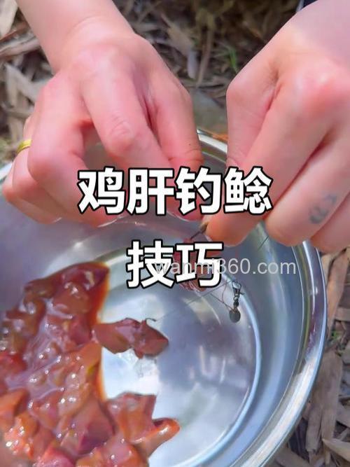 鸡肝打窝钓什么鱼最好?