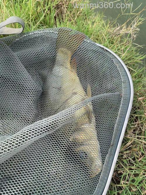 白龙湖钓鲫鱼最佳位置?