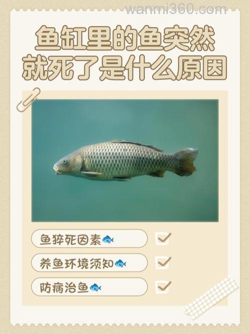 溶氧过高对鱼的危害有哪些?