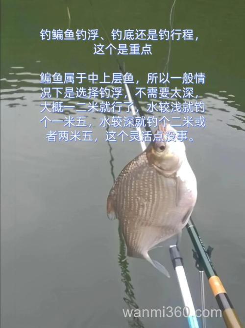 钓鳊鱼是钓底还是钓浮,钓多深?