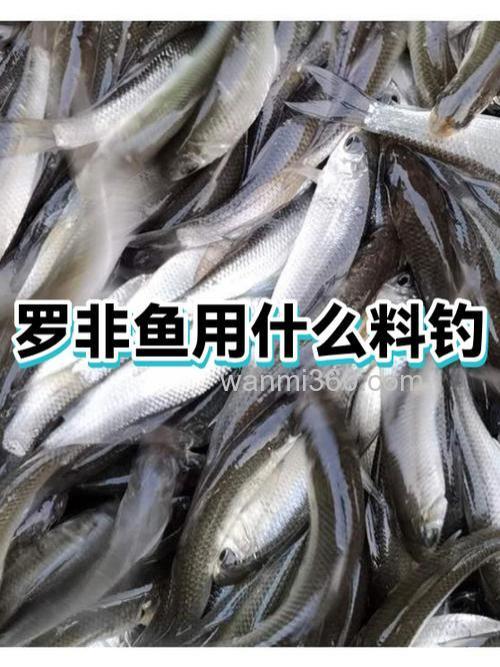 广东10月钓罗非鱼用什么饵料好?