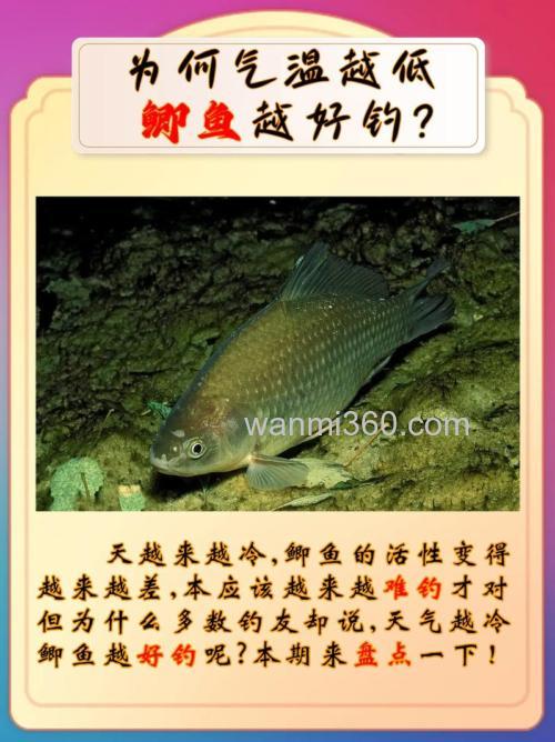 为什么冬季比夏季更好钓鲫鱼?