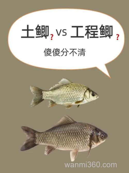 怎样分辨土鲫鱼?